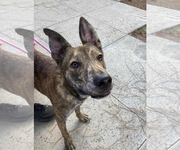 Medium Photo #8 Dutch Shepherd -Unknown Mix Puppy For Sale in San Diego, CA, USA