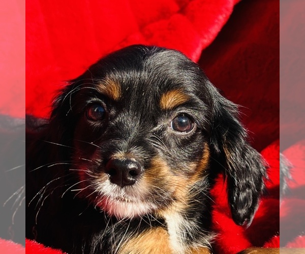 Medium Photo #3 Cavalier King Charles Spaniel Puppy For Sale in FRESNO, OH, USA