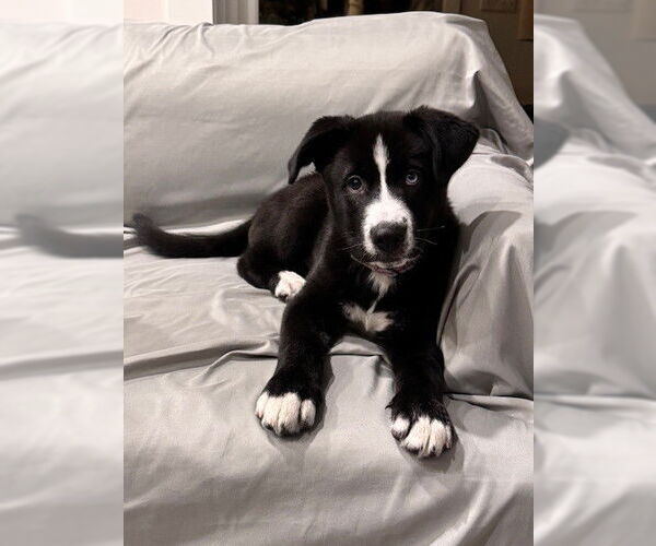 Medium Photo #2 Siberian Husky-Staffordshire Bull Terrier Mix Puppy For Sale in Fort Wayne, IN, USA