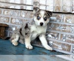 Small Photo #4 Pomsky Puppy For Sale in ADOLPHUS, KY, USA