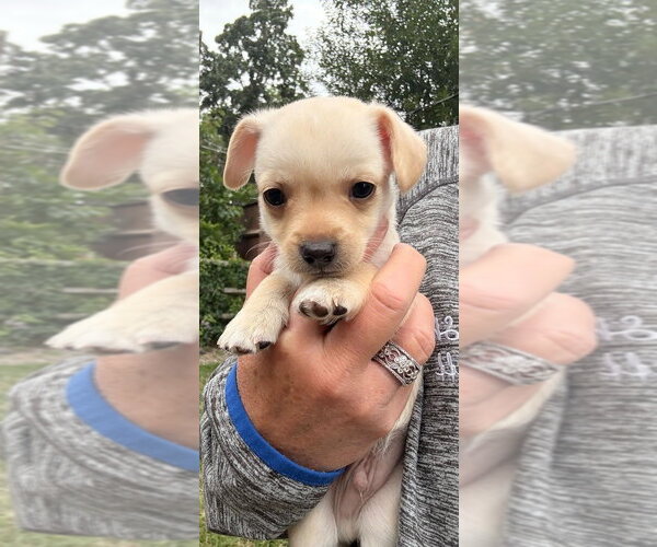 Medium Photo #7 Chihuahua-Unknown Mix Puppy For Sale in New York, NY, USA