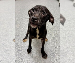 German Wirehaired Pointer-Unknown Mix Dogs for adoption in Naples, FL, USA