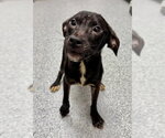 Small German Wirehaired Pointer Mix