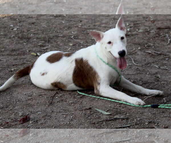 Medium Photo #2 American Pit Bull Terrier-Bull Terrier Mix Puppy For Sale in El Centro, CA, USA
