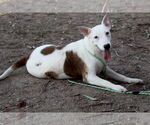 Small #1 American Pit Bull Terrier-Bull Terrier Mix