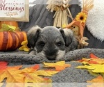 Small Photo #5 Schnauzer (Miniature) Puppy For Sale in BOISE, ID, USA