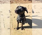 Small Photo #7 Great Dane-Labrador Retriever Mix Puppy For Sale in Arlington, VA, USA