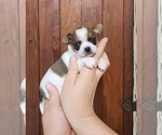 Puppy Eva Chihuahua