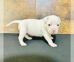 Small Photo #1 American Bully Puppy For Sale in CHESNEE, SC, USA