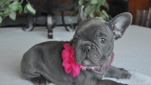 French Bulldog Puppy for sale in SAN GABRIEL, CA, USA