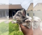 Small Photo #7 French Bulldog Puppy For Sale in HOUSTON, TX, USA