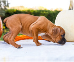 Small Photo #20 Boxer Puppy For Sale in WAKARUSA, IN, USA