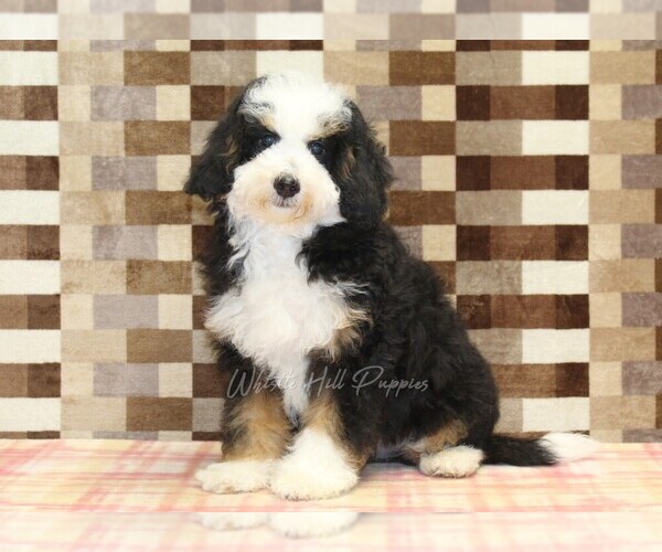 Medium Photo #1 Miniature Bernedoodle Puppy For Sale in DENVER, PA, USA
