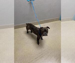 Bulldog-Unknown Mix Dogs for adoption in Las Vegas, NV, USA