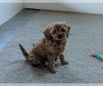 Small Photo #5 Cavapoo Puppy For Sale in FREDERICKSBURG, OH, USA