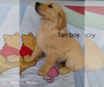 Small Photo #2 Golden Retriever Puppy For Sale in WARRENSBURG, MO, USA