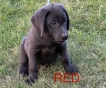 Puppy Red Collar Labrador Retriever