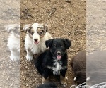 Small #11 Australian Shepherd