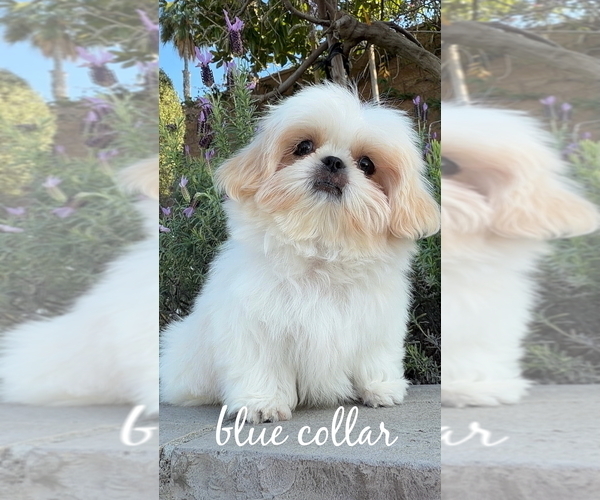 Medium Photo #2 Shih Tzu Puppy For Sale in RIVERSIDE, CA, USA