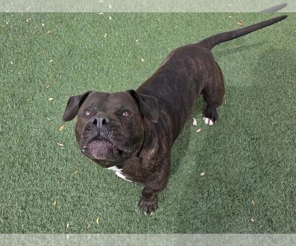 Medium Photo #8 American Staffordshire Terrier-Bulldog Mix Puppy For Sale in Rockwall, TX, USA