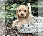 Small #3 Cocker Spaniel