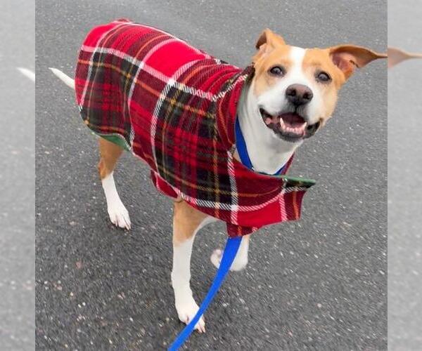 Medium Photo #2 Boxer-Unknown Mix Puppy For Sale in Boston, MA, USA