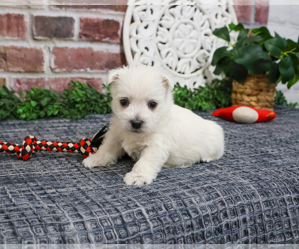 Medium Photo #4 West Highland White Terrier Puppy For Sale in SYRACUSE, IN, USA