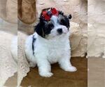 Small #1 Morkie