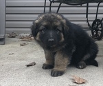 Small Photo #6 German Shepherd Dog Puppy For Sale in INDIAN MOUND, TN, USA