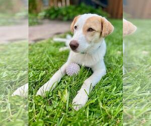 ASTRID  LOWER FEE!  IN PA! - Female Great Pyrenees Dog for Adoption - Photo #2