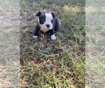Small #1 Boston Terrier