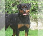 Small Rottweiler