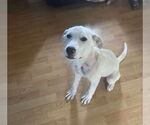 Small #1 Anatolian Shepherd Mix