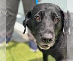 Small #1 Labrador Retriever