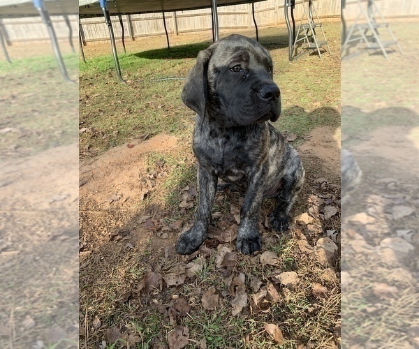 Medium Photo #1 Mastiff Puppy For Sale in VILLA RICA, GA, USA