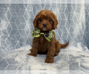 Cavapoo Puppy for sale in LAKELAND, FL, USA