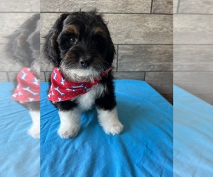 Bernedoodle (Miniature) Puppy for Sale in RICHMOND, Illinois USA