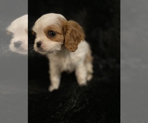 Cavalier King Charles Spaniel Puppy for sale in BEECH GROVE, IN, USA