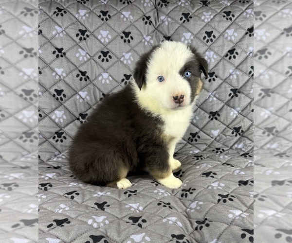 Medium Photo #66 Australian Shepherd Puppy For Sale in SALISBURY, NC, USA