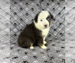 Small Photo #66 Australian Shepherd Puppy For Sale in SALISBURY, NC, USA