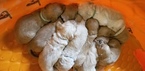 Small Photo #8 Goldendoodle Puppy For Sale in CITRUS HEIGHTS, CA, USA