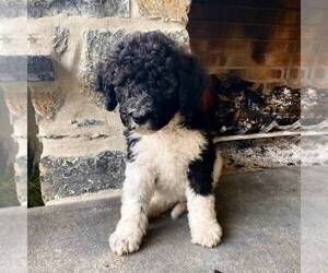 Bernedoodle Puppy for sale in CONESTOGA, PA, USA