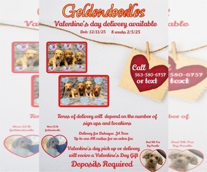 Goldendoodle (Miniature) Puppy for sale in DUBUQUE, IA, USA