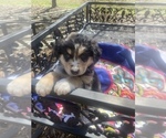 Small Photo #65 Australian Shepherd Puppy For Sale in FARMVILLE, VA, USA