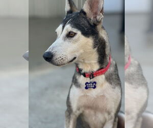 Hattie - Female Siberian Husky-Unknown Mix Dog for Adoption - Photo #3