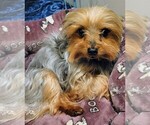 Small Photo #1 Yorkshire Terrier Puppy For Sale in WINTERVILLE, NC, USA