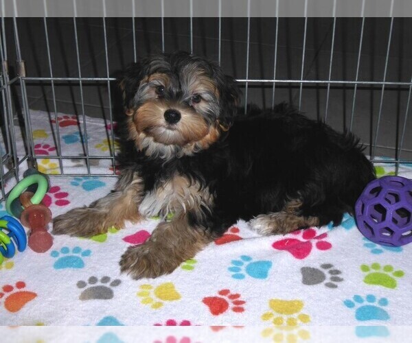 Medium Photo #11 Havashire Puppy For Sale in ORO VALLEY, AZ, USA