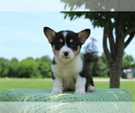 Small Photo #6 Pembroke Welsh Corgi Puppy For Sale in BARNETT, MO, USA