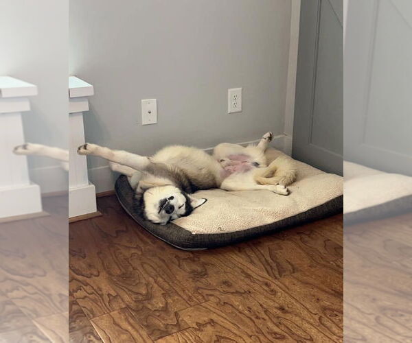 Medium Photo #3 Siberian Husky Puppy For Sale in Cumming, GA, USA