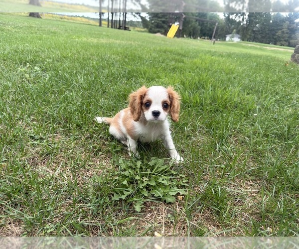 Medium Photo #7 Cavalier King Charles Spaniel Puppy For Sale in ATHENS, WI, USA